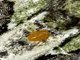 Whirligig Mite (Anystis sp)