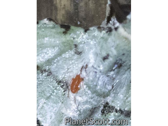 Whirligig Mite (Anystis sp)