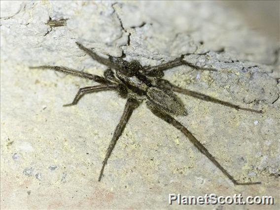 Burrow-living Wolf Spider (Hogna sp)