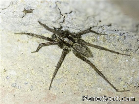 Burrow-living Wolf Spider (Hogna sp)