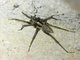Burrow-living Wolf Spider (Hogna sp)