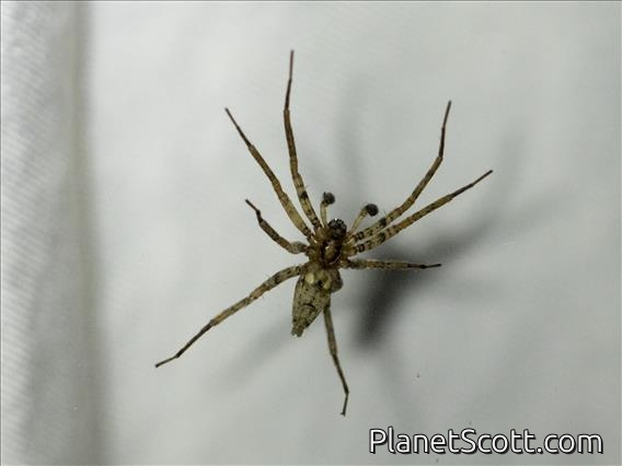 Wall Spider (Oecobius sp)
