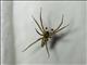 Wall Spider (Oecobius sp)
