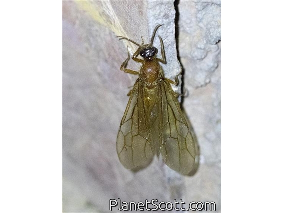 Army Ant (Dorylinae sp)