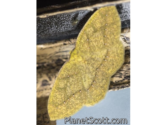 Geometer Moth (Periclina sp)