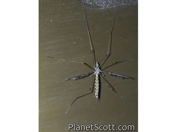 Crane Fly (Epiphragma sp)