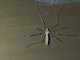 Crane Fly (Epiphragma sp)