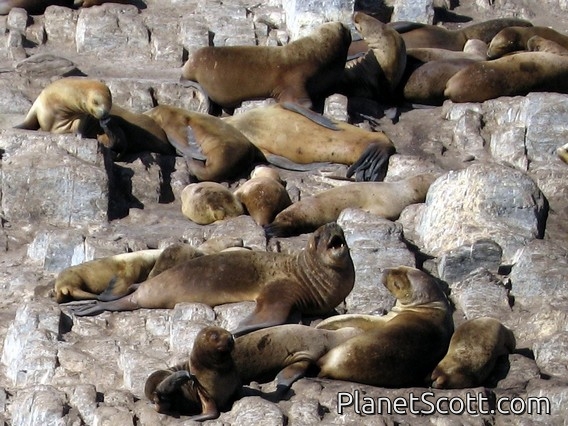 Southern Sea Lions, Beagle Channel