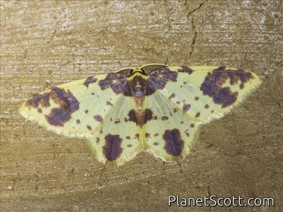 Geometer Moth (Eois sp)