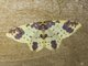 Geometer Moth (Eois sp)