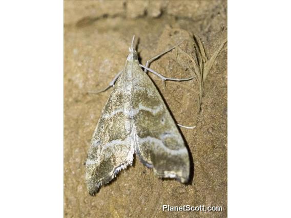 Crambid Snout Moth (Crambidae sp)
