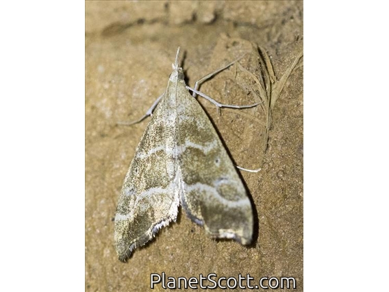 Crambid Snout Moth (Crambidae sp)