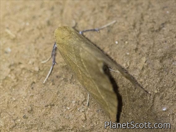 Tiger Moth (Erebidae sp)