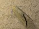 Tiger Moth (Erebidae sp)