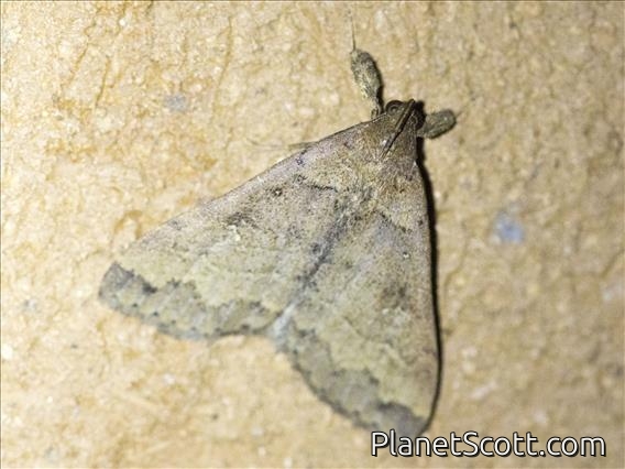 Litter Moth (Lascoria aon)