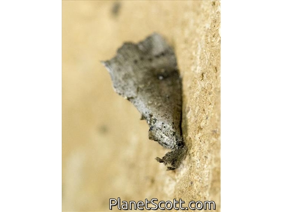 Swift Moth (Hepialidae sp)