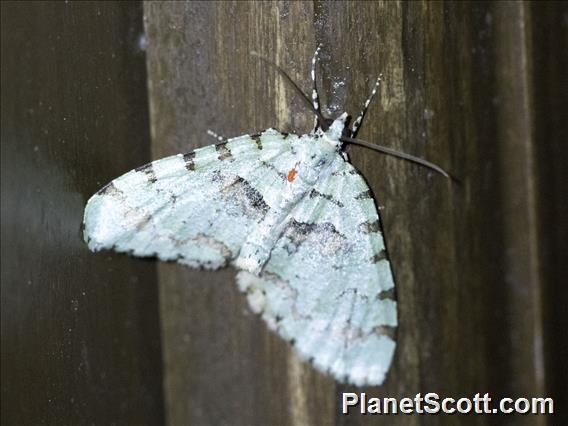 Carpet Moth (Larentiinae sp)
