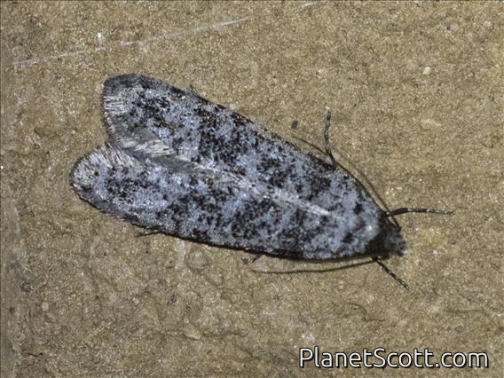 Tiger Moth (Erebidae sp)