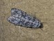Tiger Moth (Erebidae sp)