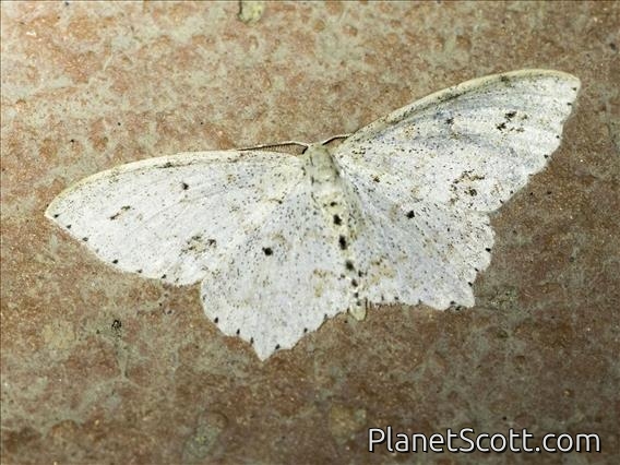 Wave Moth (Scopulini sp)