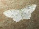 Wave Moth (Scopulini sp)