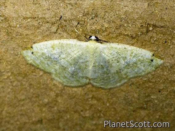 Geometer Moth (Microxydia sp)