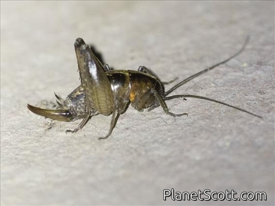 Camel Cricket (Rhaphidophoridae sp)