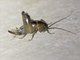 Camel Cricket (Rhaphidophoridae sp)