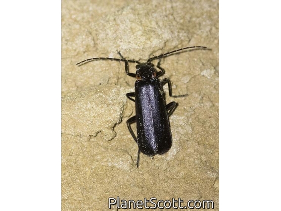 Soldier Beetle (Cantharidae sp)