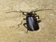 Soldier Beetle (Cantharidae sp)