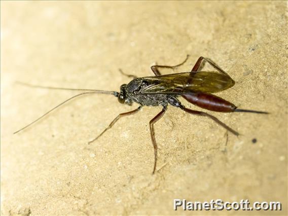 Ichneumonid Wasp (Trogomorpha sp)