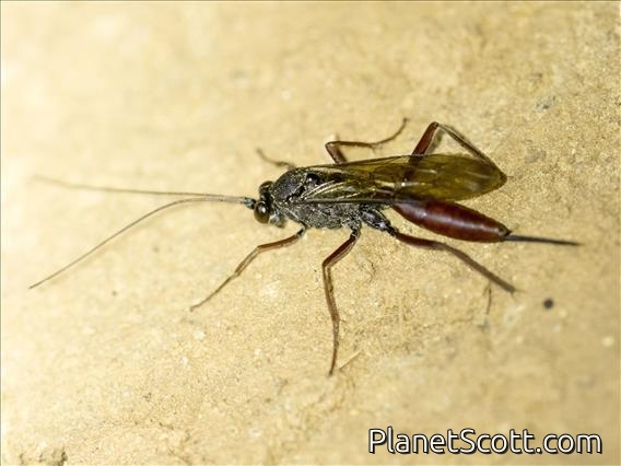 Ichneumonid Wasp (Trogomorpha sp)