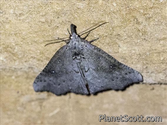 Hypenine Snout Moth (Hypeninae sp)
