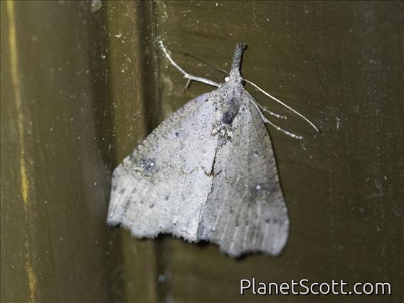 Crambid Snout Moth (Crambidae sp)