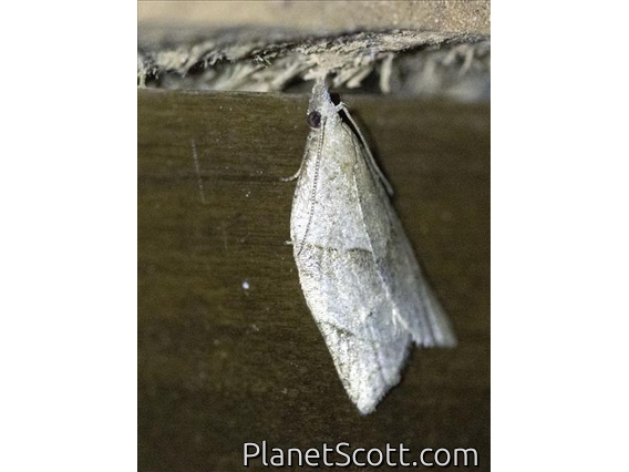 Crambid Snout Moth (Crambidae sp)