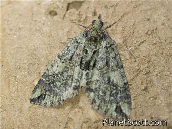 Geometer Moth (Ennominae sp)