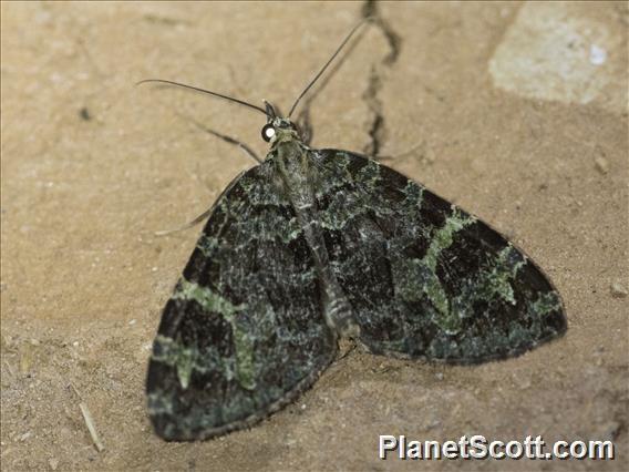 Carpet Moth (Larentiinae sp)