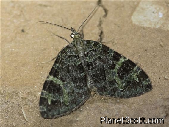 Carpet Moth (Larentiinae sp)