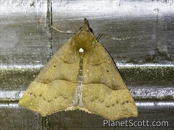 Crambid Snout Moth (Crambidae sp)