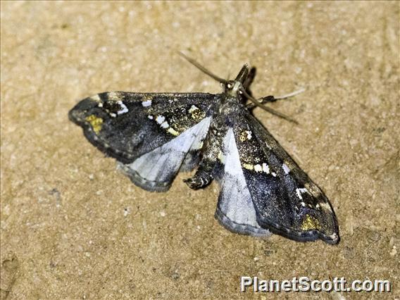 Crambid Snout Moth (Crambidae sp)