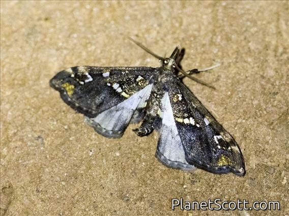 Crambid Snout Moth (Crambidae sp)
