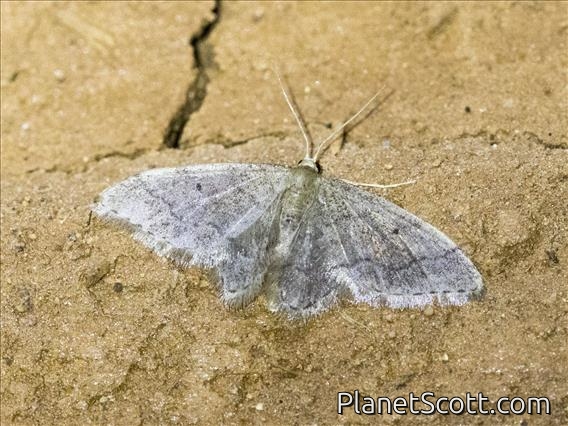 Geometer Moth (Geometridae sp)