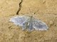 Geometer Moth (Geometridae sp)