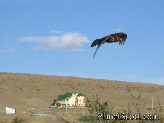 Cinereous Harrier, El Calafate
