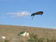 Cinereous Harrier, El Calafate