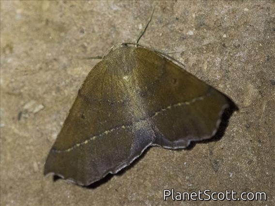 Geometer Moth (Geometridae sp)