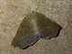 Geometer Moth (Geometridae sp)