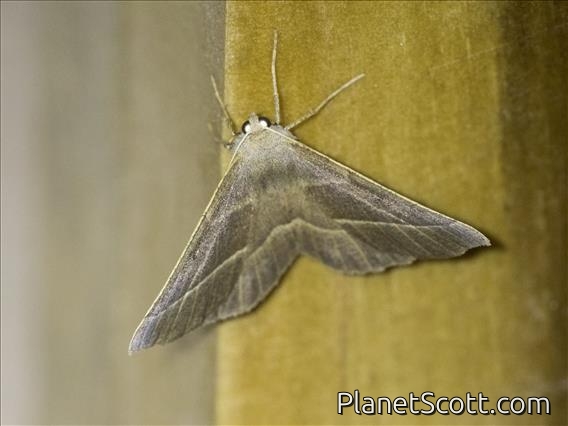 Geometer Moth (Geometridae sp)
