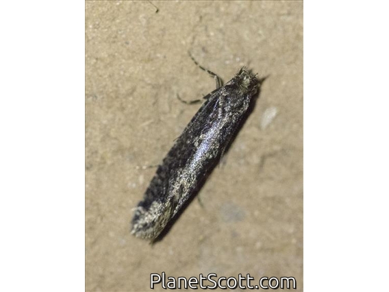 Underwing Moth (Erebidae sp)