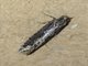 Underwing Moth (Erebidae sp)
